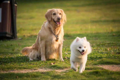 溫州養(yǎng)犬管理職責(zé)明晰 兩大部門職能分工與信息系統(tǒng)運行維護(hù)解析